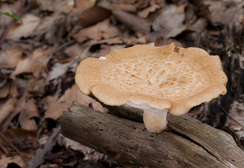 Polyporus tuberaster